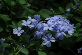 蓝雪花
