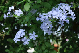 蓝雪花 