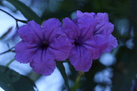 蓝花草 