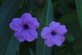 蓝花草