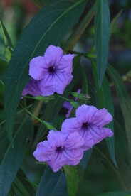 蓝花草 