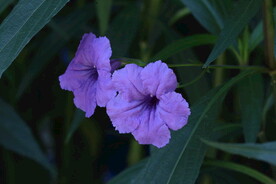蓝花草 
