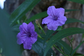 蓝花草