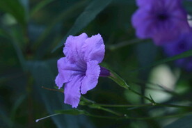 蓝花草