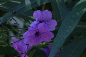 蓝花草