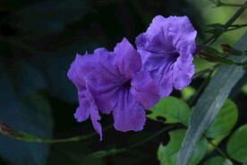 蓝花草