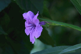 蓝花草