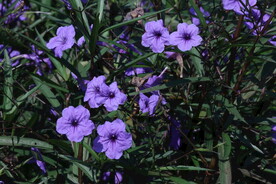 蓝花草 