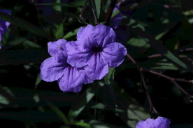 蓝花草