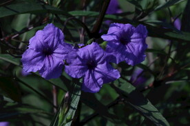 蓝花草 