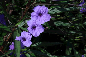 蓝花草 