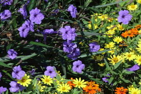蓝花草