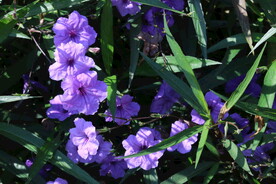 蓝花草 