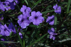 蓝花草