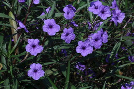 蓝花草 