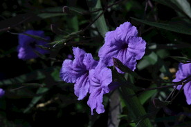 蓝花草