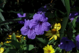 蓝花草