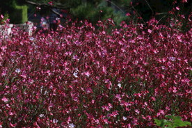 山桃草