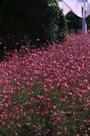 山桃草 