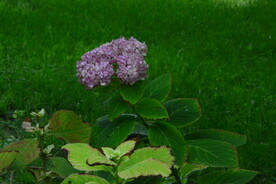绣球花 