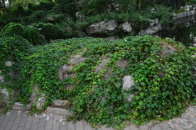 公园风景