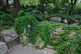 公园风景 