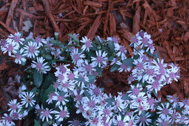 联毛紫菀 