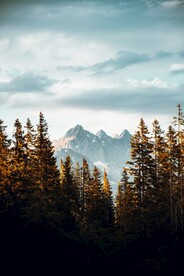 山峰和树林