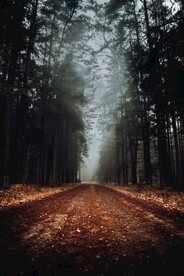 林间道路