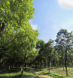 杉树树林