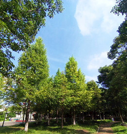 杉树