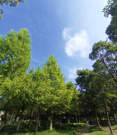 树木天空