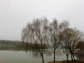 初春杨柳