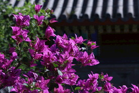 三角梅 
