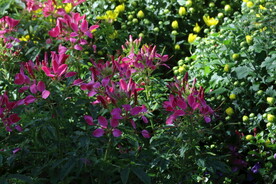 醉蝶花