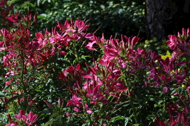 醉蝶花