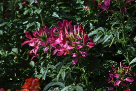 醉蝶花 