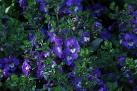 天使花 