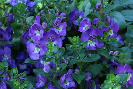 天使花
