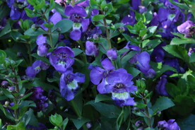 天使花
