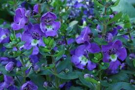 天使花 