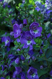 天使花