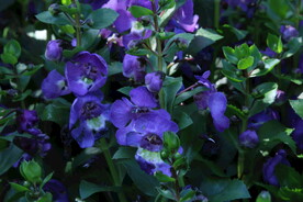 天使花 