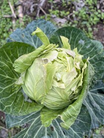 大白菜