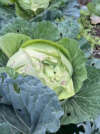 圆白菜