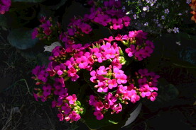 长寿花  
