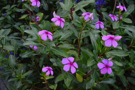 长春花 