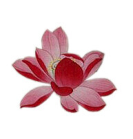 红莲
