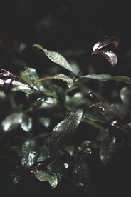 树叶素材