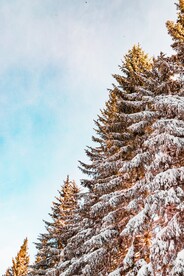 雪季中的杉树